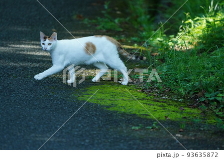 野良猫には見えない綺麗な真っ白な毛並みのメス猫 93635872