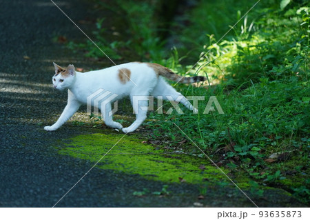 野良猫には見えない綺麗な真っ白な毛並みのメス猫 93635873