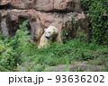 白くま　ホッキョクグマ　森の緑の中で 93636202
