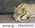 ライオン　お昼寝　寝顔 93636203