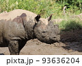 サイの顔が泥だらけ 93636204