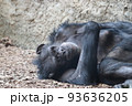 チンパンジーのくつろぎ　リラックスしてよこたわる 93636205