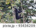 クマ　木登り　アクロバティック 93636209