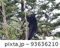 クマ　木登り　叫びそう 93636210
