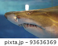 サメ　シロワニ　顔面アップ　歯がするどい 93636369