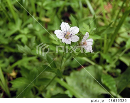 ゲンノウショウコ(秋田市木曽石金山滝・8/25) ゲンノウショウコ(秋田市木曽石金山滝・8/25) 93636526