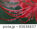雨上がりの彼岸花 93636637