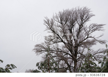 Big tree covered with ice. Freezing rain. Ice covered. Bad weather in spring. Close-up view. Big tree covered with ice. Freezing rain. Ice covered. Bad weather in spring. Close-up view. 93636728