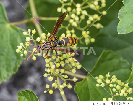 ノブドウの花に来たセグロアシナガバチ 93636913