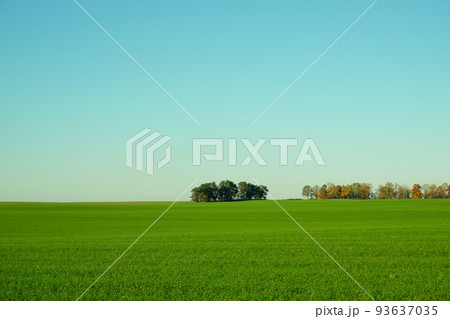 landscape. Green wheat field, trees on the horizon and clear blue sky. 93637035