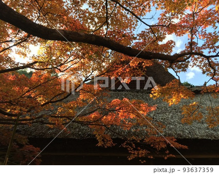 紅葉の九年庵 紅葉の九年庵 93637359