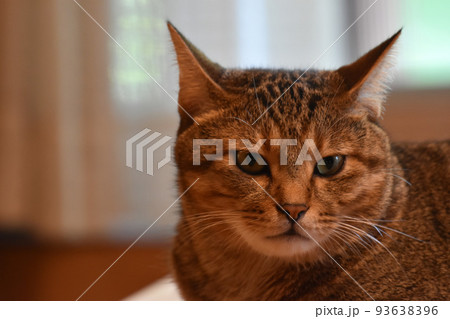 ログハウスの食卓で横になる2歳のキジトラ猫 93638396