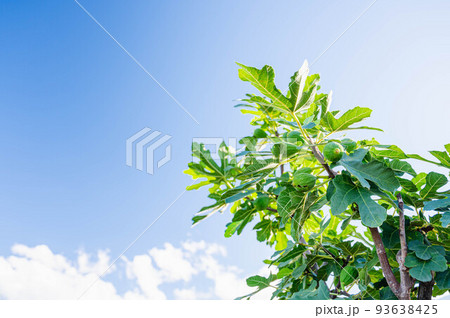 青空とイチジクの木 青空とイチジクの木 93638425