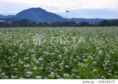 【長野県信濃町】黒姫高原に咲くソバの花 93638672