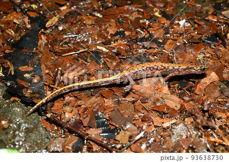 バンダイハコネサンショウウオ　雌 93638730