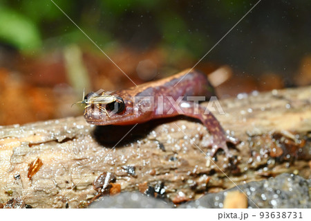 バンダイハコネサンショウウオとウスイロクビボソジョウカイ 93638731