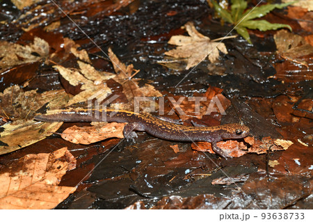 歩くバンダイハコネサンショウウオ 歩くバンダイハコネサンショウウオ 93638733