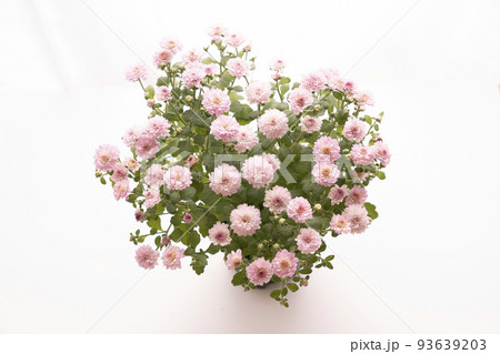 上から見たピンクのガーデンマム（ジジ） 93639203