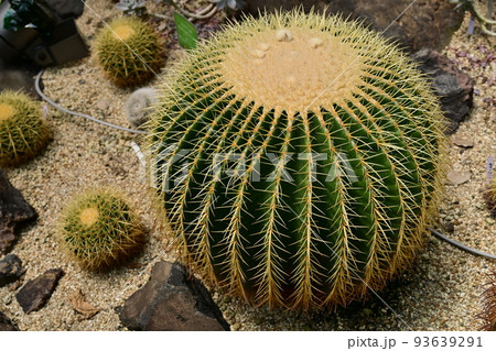 サボテンの品種　金鯱 93639291