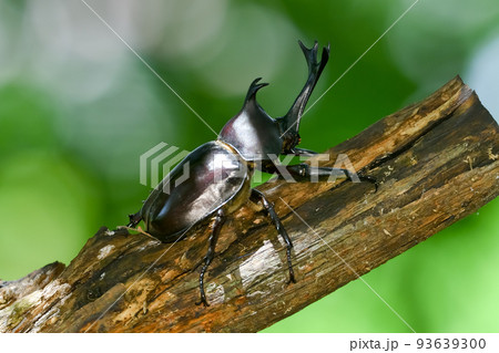 カブト虫 93639300