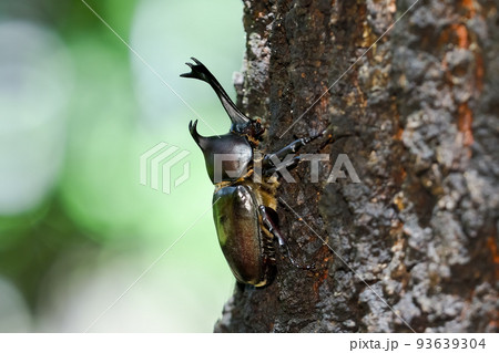 カブト虫 93639304