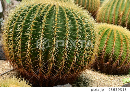 サボテンの品種　金鯱 93639313