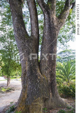 the biggest tree in the forest with a greenery view    93639571