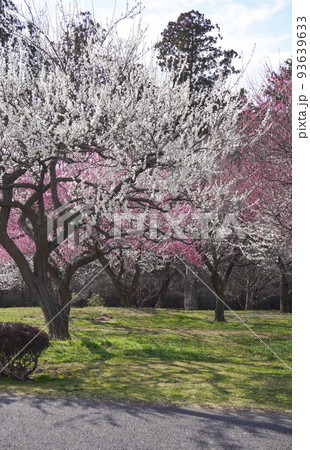 春の訪れを早朝する梅の花 93639633