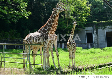 食事中のアミメキリン(東山動物園) 食事中のアミメキリン(東山動物園) 93640265