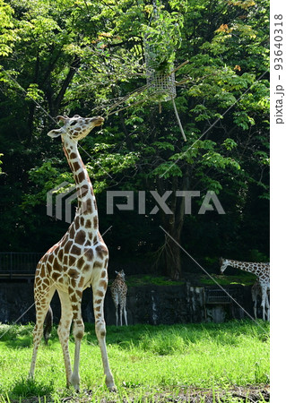 食事中のアミメキリン(東山動物園) 食事中のアミメキリン(東山動物園) 93640318