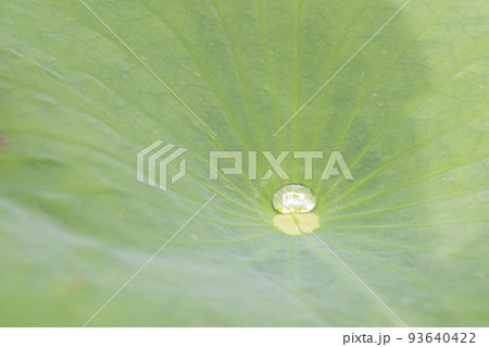 蓮の葉っぱに落ちるキラキラ光るキレイな水滴 93640422