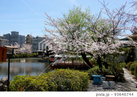 京都 二条城近くの神泉苑 京都 二条城近くの神泉苑 93640744