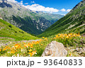 Wild poppy thickets in alpine meadows. 93640833