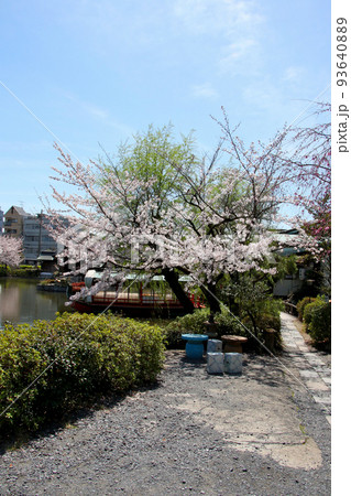 京都　二条城近くの神泉苑 93640889