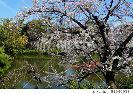 京都 二条城近くの神泉苑 京都 二条城近くの神泉苑 93640953