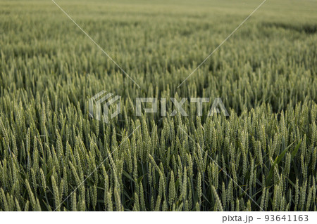 Green wheat ears growing on a agricultural field in a sunny day. Agriculture. 93641163