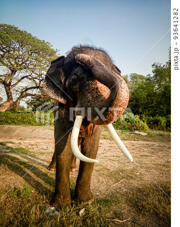 Bull elephant Front view wild animal. Bull elephant Front view wild animal. 93641282