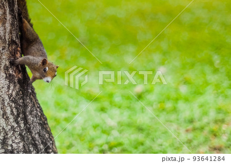 Cute action red squirrel on the tree trunk in public park. Cute action red squirrel on the tree trunk in public park. 93641284