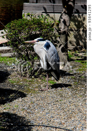 京都　二条城近くの神泉苑　鷺 93641295