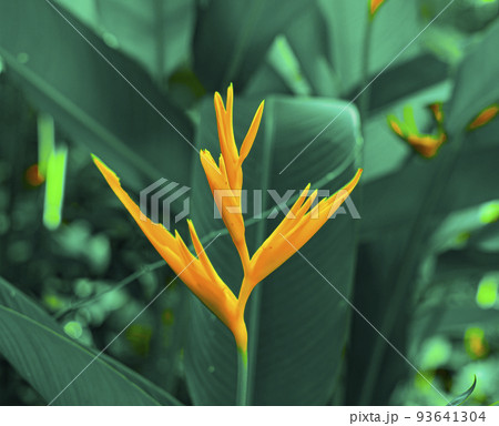 Lobster-claws or Heliconia flowe.  orange flower with tropical green leaves on background 93641304