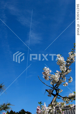 京都 二条城近くの神泉苑 コントレール 飛行機雲 京都 二条城近くの神泉苑 コントレール 飛行機雲 93641346