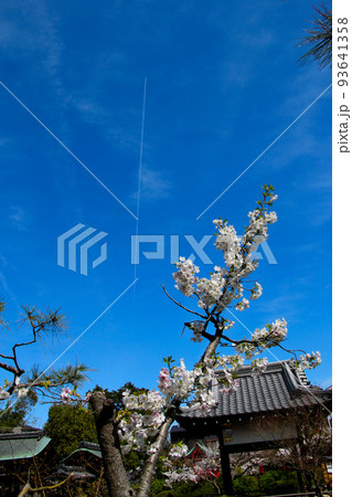 京都 二条城近くの神泉苑 コントレール 飛行機雲 京都 二条城近くの神泉苑 コントレール 飛行機雲 93641358