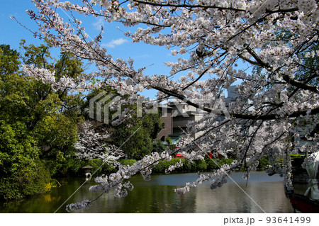 京都　二条城近くの神泉苑　鳩 93641499