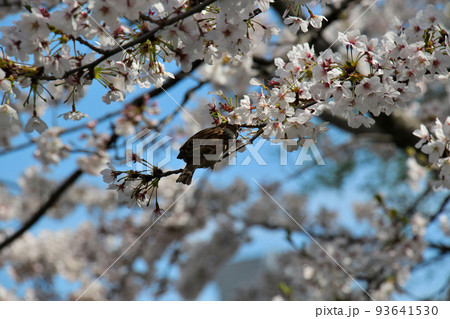 京都 二条城近くの神泉苑 京都 二条城近くの神泉苑 93641530