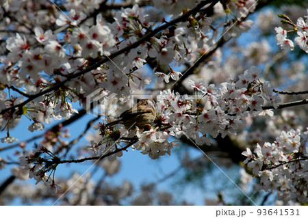 京都　二条城近くの神泉苑 93641531