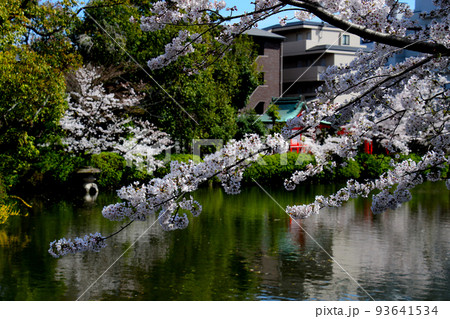 京都 二条城近くの神泉苑 京都 二条城近くの神泉苑 93641534