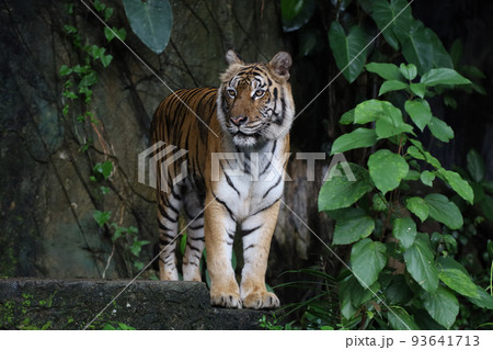 Close up Indochinese tiger is beautiful animal and dangerous in forest Close up Indochinese tiger is beautiful animal and dangerous in forest 93641713