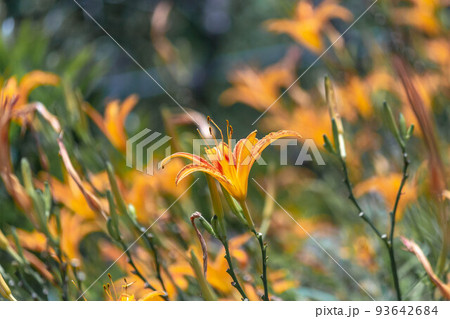 レジャーアクティビティ 余暇活動 レクリエーション活動 93642684