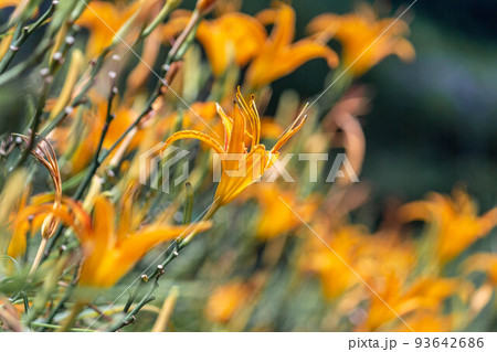 レジャーアクティビティ 余暇活動 レクリエーション活動 93642686