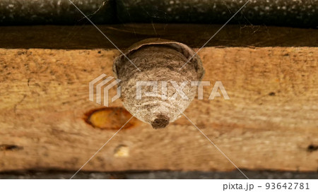 close-up of a wasp insect nest. dangerous insects near a person 93642781